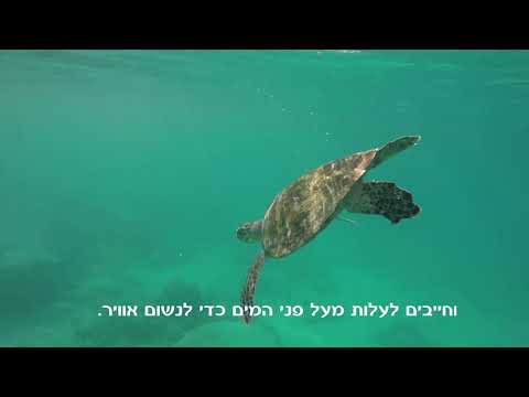 וִידֵאוֹ: מדוע מים חיוניים לביולוגיה של החיים?