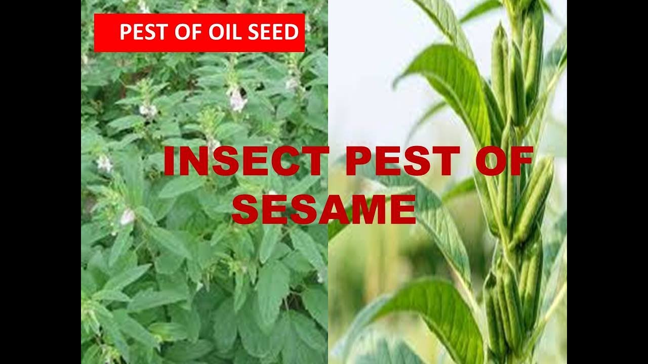 Insect pest of sesame ll Oil seed crop l YouTube