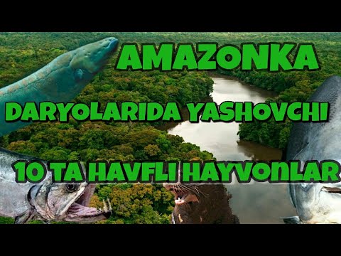Video: Dunyodagi eng katta daryo Amazonka