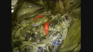 Making Mok Nor Mai, Steam Young Bamboo Shoot With Banana Leaves,Lao Food