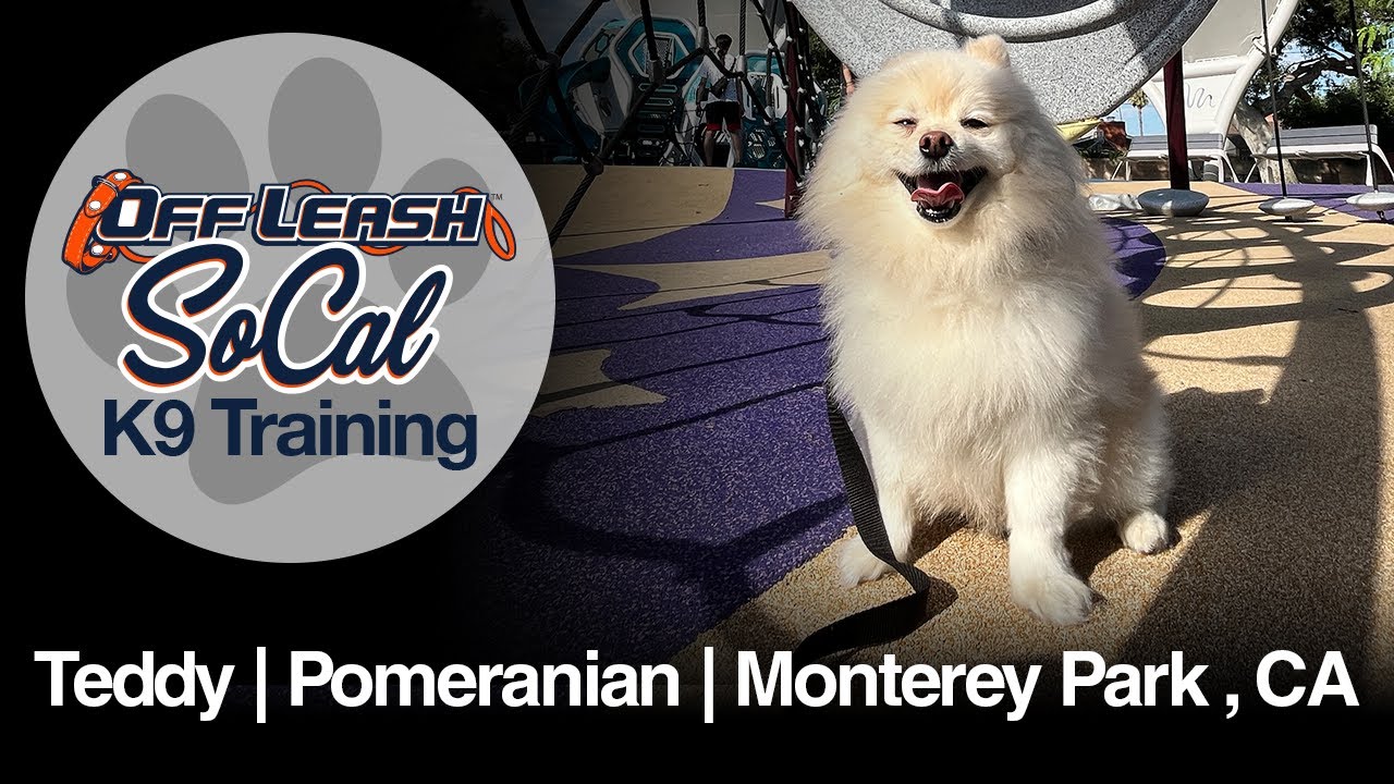 Pomeranian Dog Training | Teddy | Monterey Park, CA