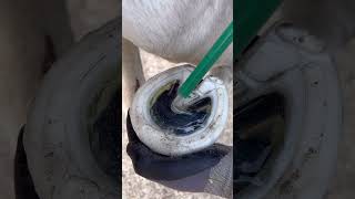 Satisfying Imprints #Shortswithcamilla #Horse #Farrier #Asmr #Satisfying #Oddlysatisfying