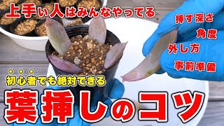 多肉植物を葉挿しで増やす成功率を上げる取り方・挿し方のコツとは