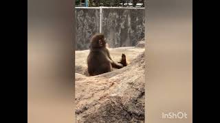 The Most Heart-Melting Grooming Session Ever Punch-Kun Is Finally One Of The Big Kids