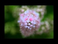 Flowers Imagination
