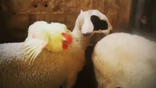 زيارة الديك كوكي لحظيرة الأغنام واللعب مع الأغنام / Rooster play cookie with sheep