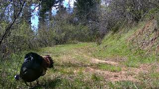 Wild Turkey Spttin And Drumin