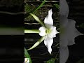 啵啵頭BOBOTO:#大彗星風蘭 #縮時攝影 #TimeLapse #AngraecumSesquipedale #達爾文蘭花 #Darwin'sOrchid #夜間開花 #植物進化論 #奇特花卉