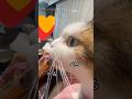 猫ショート動画 チュールを食べて寝る#cat #スコティッシュフォールド折れ耳 #猫かわいい #チュール大好き #おやすみ猫