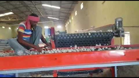 GARLIC SORTING MACHINE By Seven Sigma International