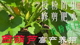 【渔耕笔记】种西葫芦 角瓜种植 |  花期如何授粉、防害虫白粉病、修剪及追肥，做好高产养护