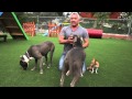 The Dog Whisperer Explains: Do Dogs Get Jealous? The Dog Whisperer Explains: Do Dogs Get Jealous?