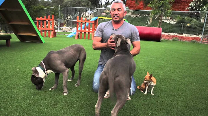 Cesar Millan Explains: Do Dogs Get Jealous? - DayDayNews