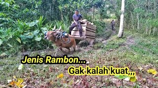 Uji kekuatan sapi jenis Rambon  narik beban muatan 300 buah kelapa | Gerobak Sapi