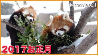 2017年円山動物園のお正月