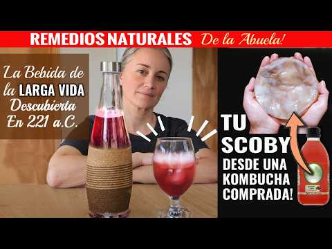 Receta De Kombucha Casera