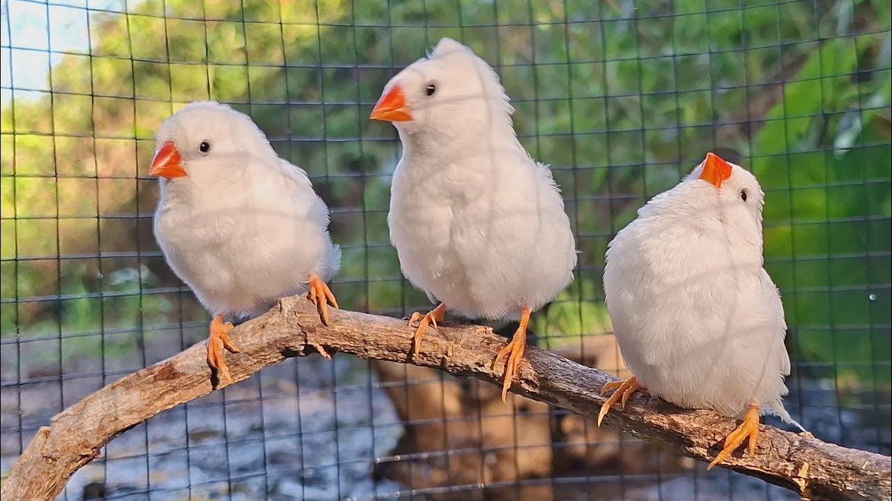 White zebra finches sing beautifully and dance joyfully on stage. They sing and dance like a crazy. 