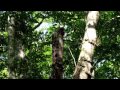 自然の音景色L 森の春 5(長時間) Nature Sound