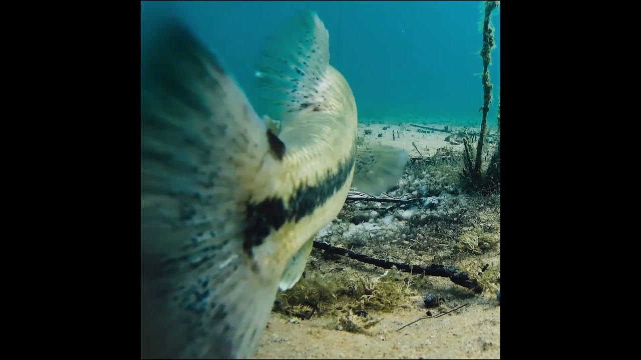 largemouth bass bed YouTube
