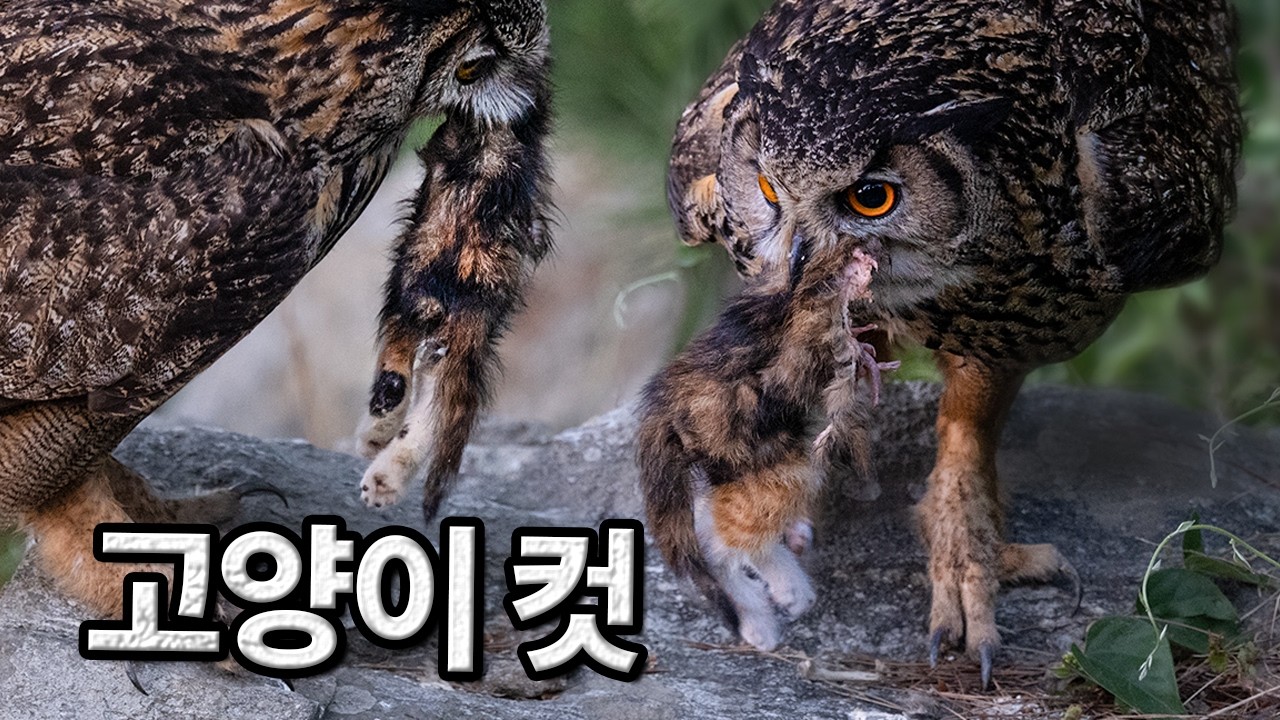 도시에 널렸네? 요즘 수리부엉이들이 먹이로 인식했다는 동물. 생태계 정상화의 신 그저 빛 ❮3❯