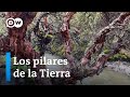 Los árboles, pilares de la Tierra