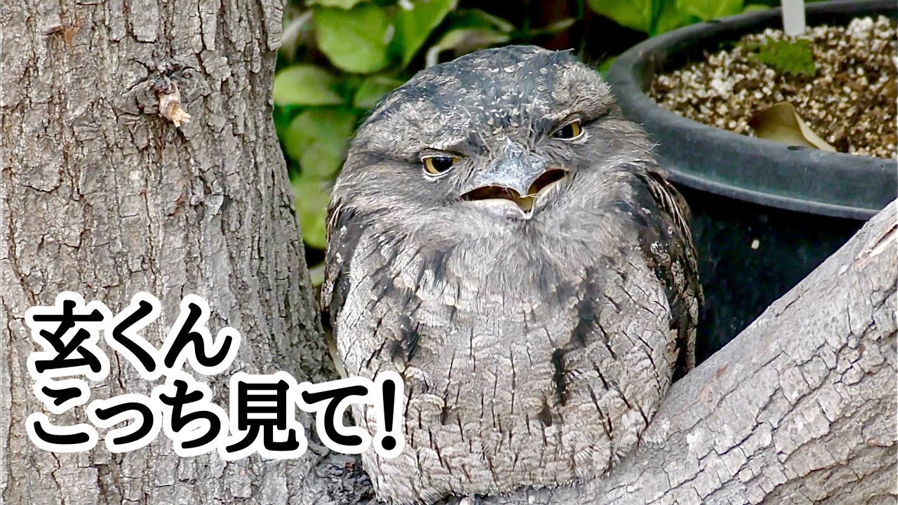 オーストラリアガマグチヨタカ 玄くん 急に上を向きました【掛川花鳥園