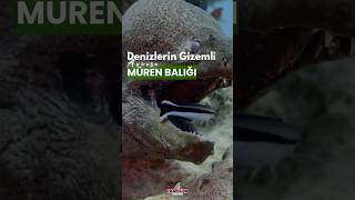 Denizlerin Gizemli Avcısı Müren Balığı