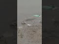 AHB fishing 🎣 YouTube fishing snake attacking fish big size snake