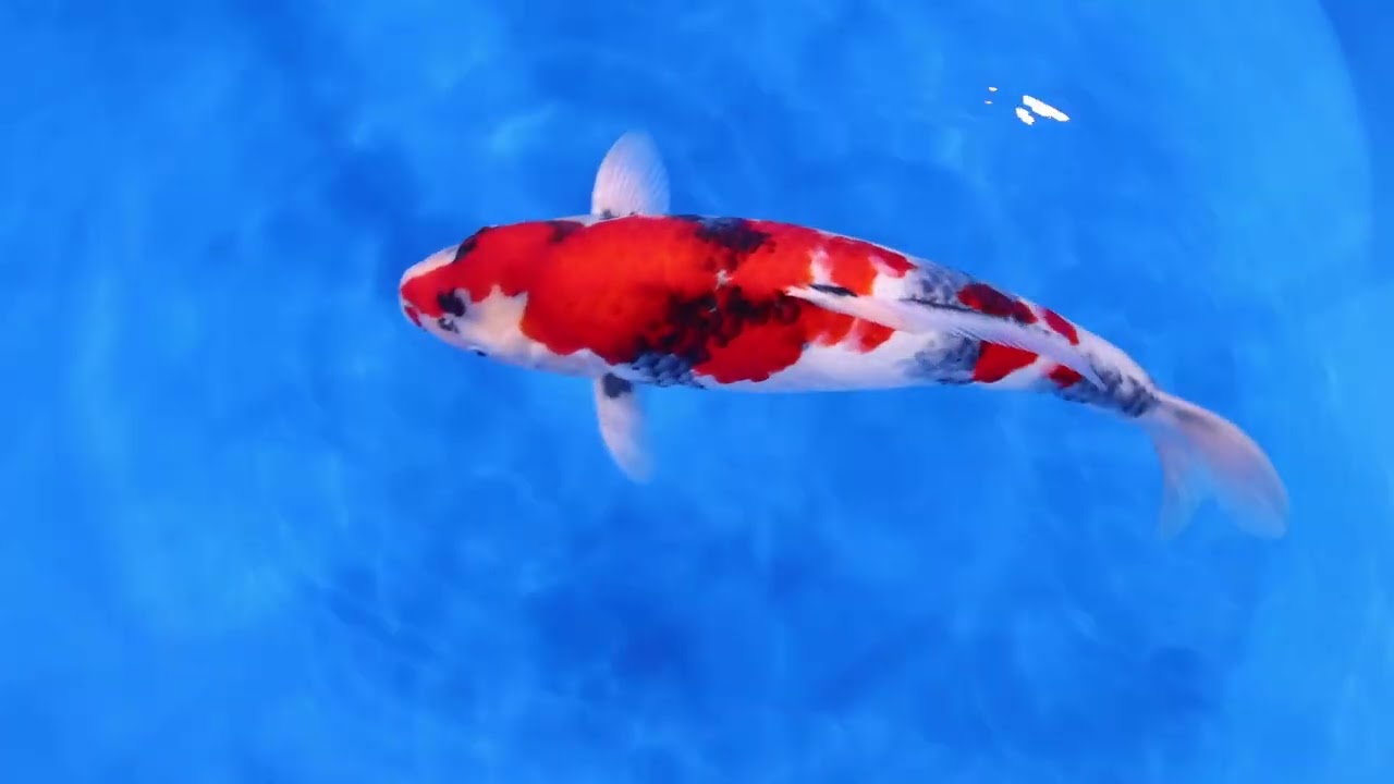 褹鯉様 師走オークション 2025】251130-053の出品鯉のご紹介！！ - YouTube