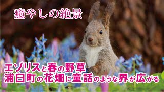 エゾリスと春の野草　浦臼町の花畑に童話のような世界が広がる