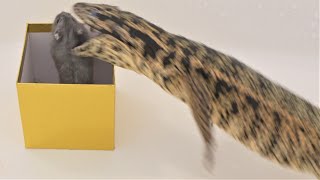 Tegu consumes hamster in 4K60