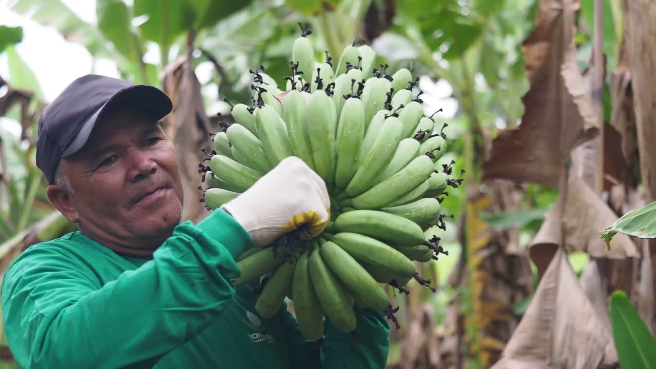 Fazenda Doalnara Bahia - Colheita de Bananas e Abacates