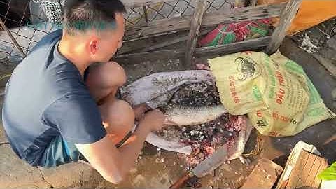 Tập tục tát ao bắt cá | Pond Draining and Fish Catching Tradition in Northern Vietnam