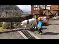 PYRENEAN MASTIFF Dog With child 💜❤️ の動画、YouTube動画。