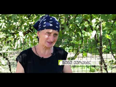 თხილის მოსოვალი გურიაში - გურული ფერმერები საკუთარ გამოცდილებას გვიზიარებენ