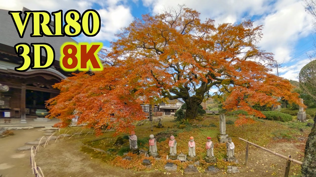 8K 3D VR180 ] 樹齢約600年・西善寺こみねかえで（埼玉県秩父郡
