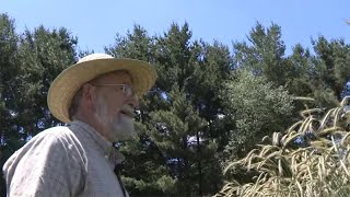 Orchard Hill - Horse-powered Organic Farm Part 3 - Growing Cereal Grains