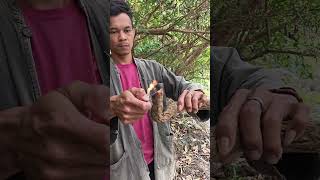 Konon Ak4R Bersisik S3Lalu Ad4 Pusakanya Di Teb1Ng L4Ran94N Atas Sungai