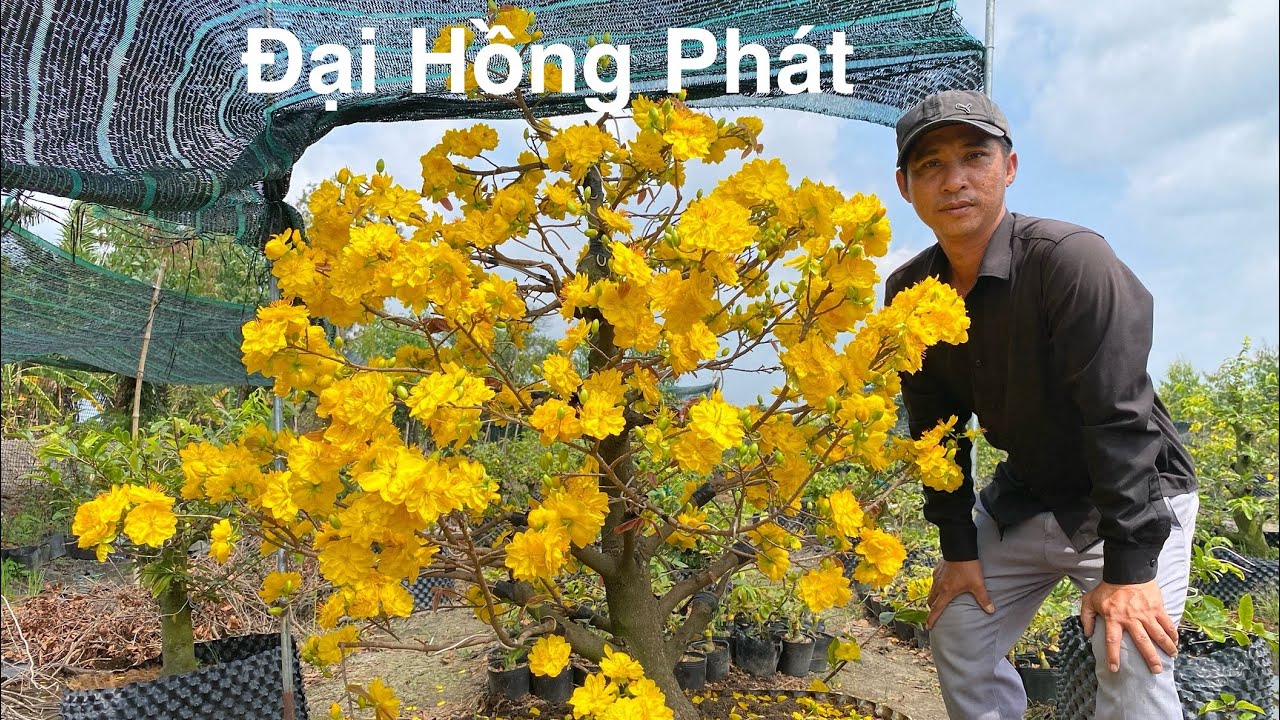 Giống hot ĐẠI HỒNG PHÁT Nở Rộ #langmaibinhloi 
