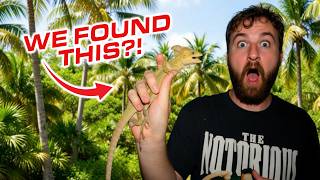 This Lizard Should NOT Be in Florida…