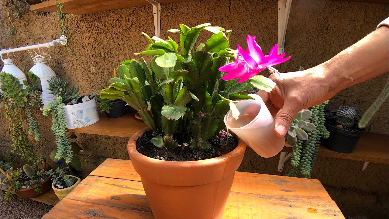 Adubo orgânico para fortalecer sua FLOR DE MAIO