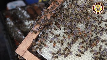 Beekeeping Daily | Beehive Removal - Make a bee hive & Add a new beehive
