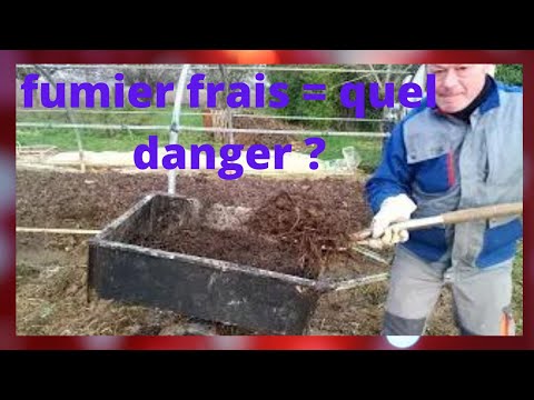 Vidéo: Devez-vous utiliser du fumier frais dans les jardins ? La fertilisation avec du fumier frais est-elle sans danger ?