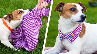 ¡13 Trucos Lindos Para Perros! Manualidades Creativas Para Mascotas