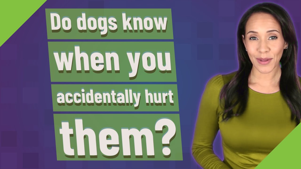 Do Dogs Know When You Accidentally Hurt Them YouTube do-dogs-know-when-you-accidentally-hurt-them-youtube