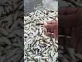 😱समुद्र में सबसे मुश्किल जिंदगी होती छोटी मछली की😱#shorts #fishmarket #fishshorts #short