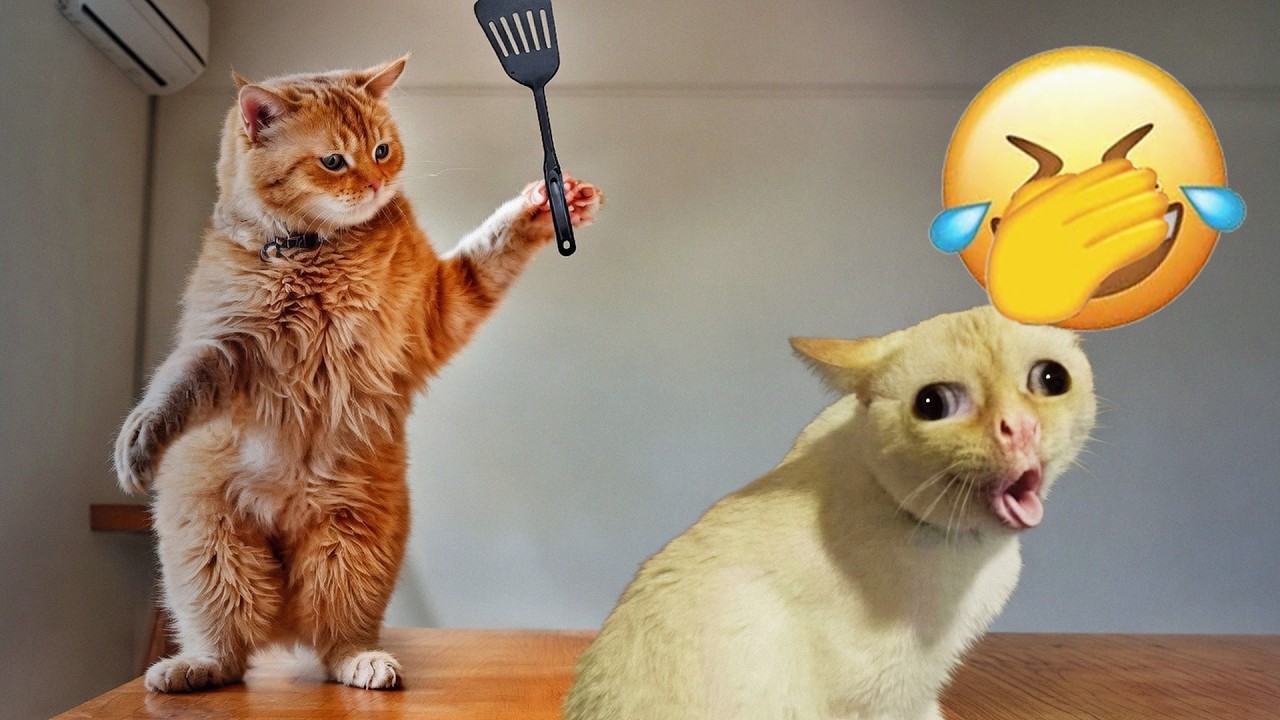 笑い猫 君が笑ったら君の負け 2026 😛 面白い猫の大騒動 | 笑い猫チャンネル