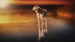 Maria Daines ~ Celebrate Your Love