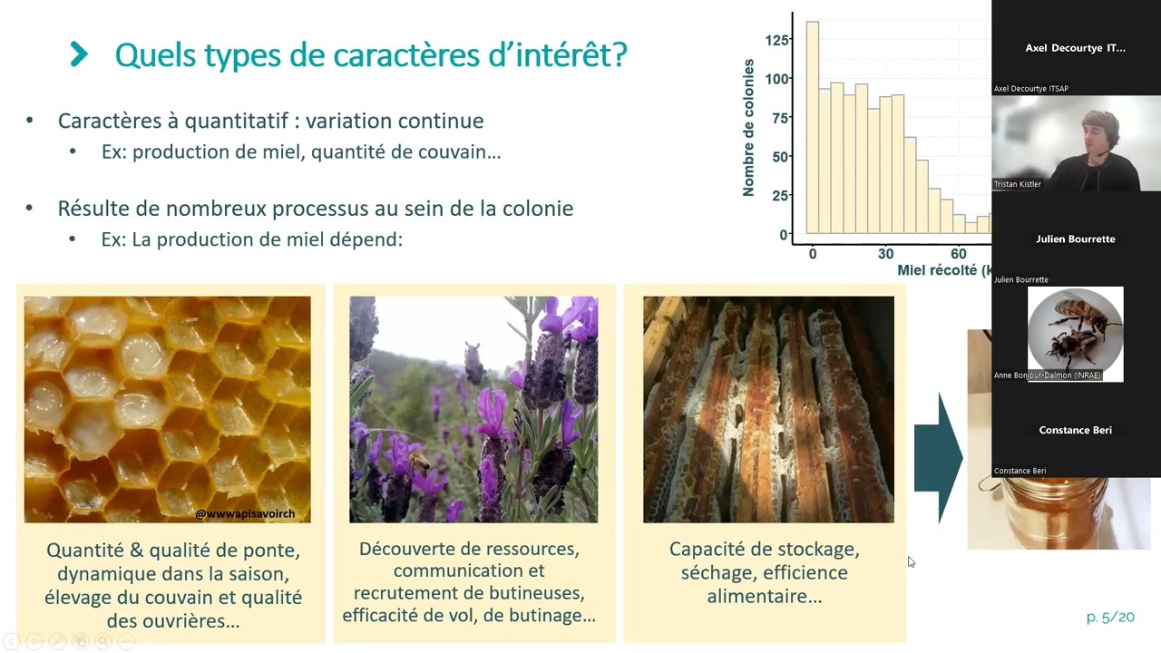 Jeudi de PrADE - La sélection en apiculture