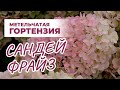 Гортензия Сандей Фрайз - топовый сорт с невероятным цветением!